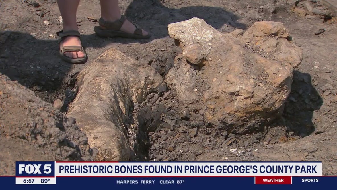 Prehistoric bones found in Prince George's County park